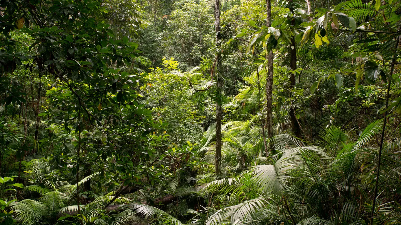 Daintree-Rainforest