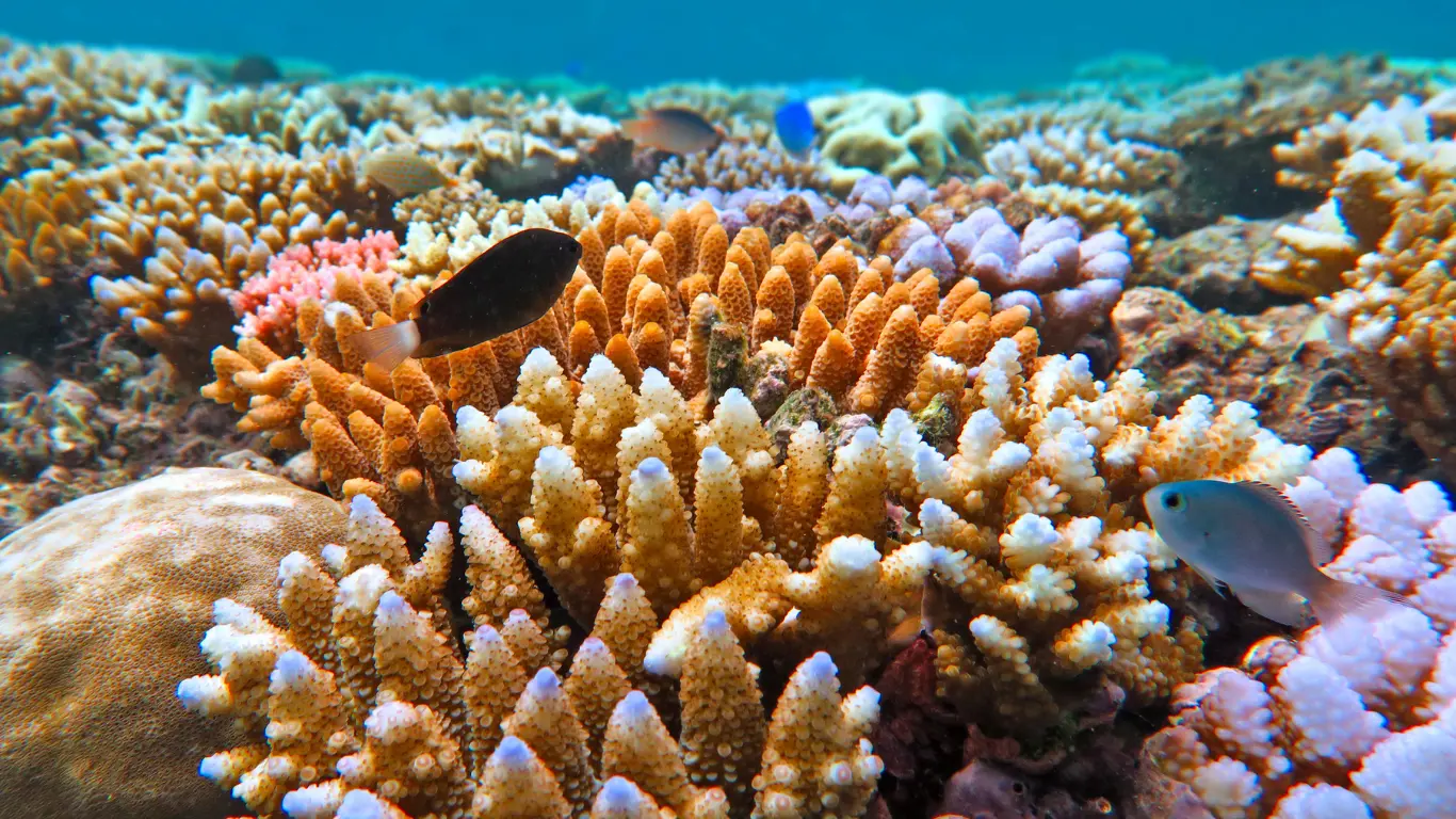 Great-Barrier-Reef
